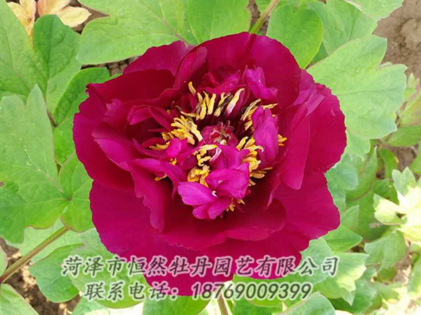 點(diǎn)擊查看詳細(xì)信息<br>標(biāo)題：紅色牡丹 閱讀次數(shù)：1832