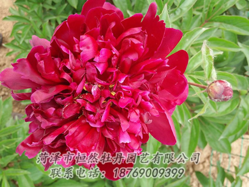 點(diǎn)擊查看詳細(xì)信息<br>標(biāo)題：紅色芍藥 閱讀次數(shù)：1021