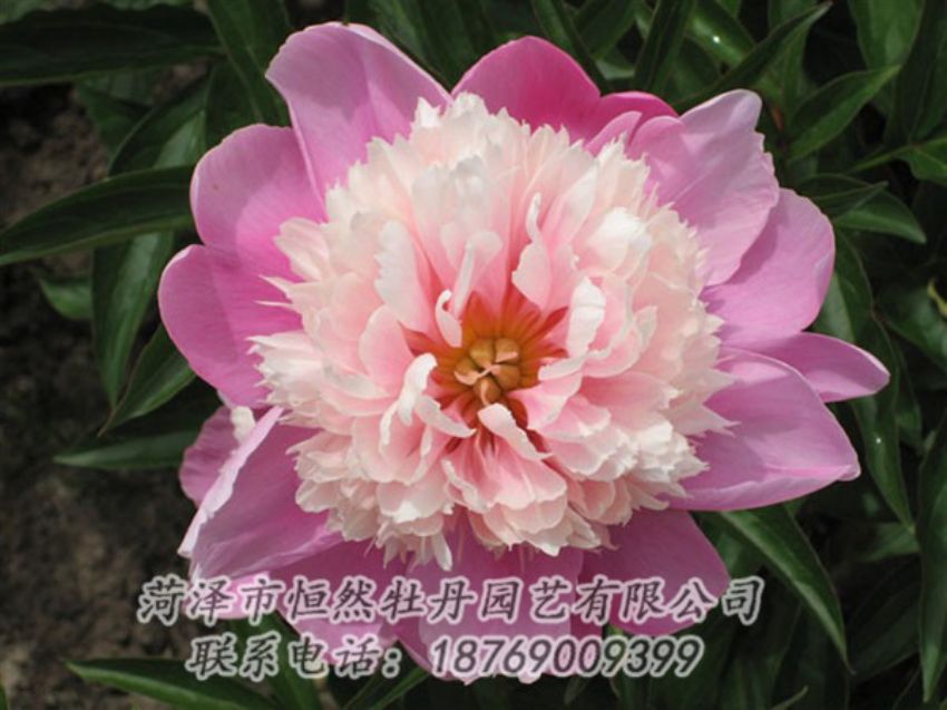 點(diǎn)擊查看詳細(xì)信息<br>標(biāo)題：蓮花臺 閱讀次數(shù)：2022