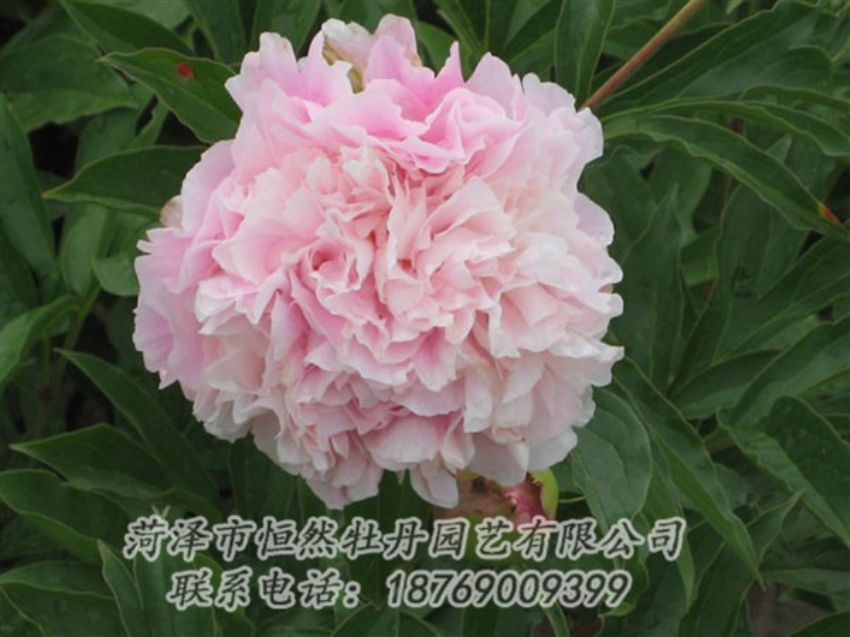 點(diǎn)擊查看詳細(xì)信息<br>標(biāo)題：粉面桃花 閱讀次數(shù)：1256