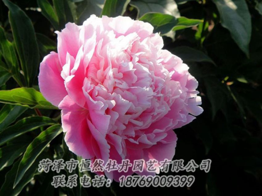 點(diǎn)擊查看詳細(xì)信息<br>標(biāo)題：粉色芍藥 閱讀次數(shù)：2017