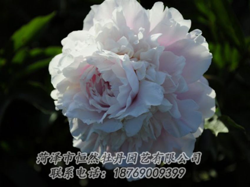 點(diǎn)擊查看詳細(xì)信息<br>標(biāo)題：粉色芍藥 閱讀次數(shù)：1109