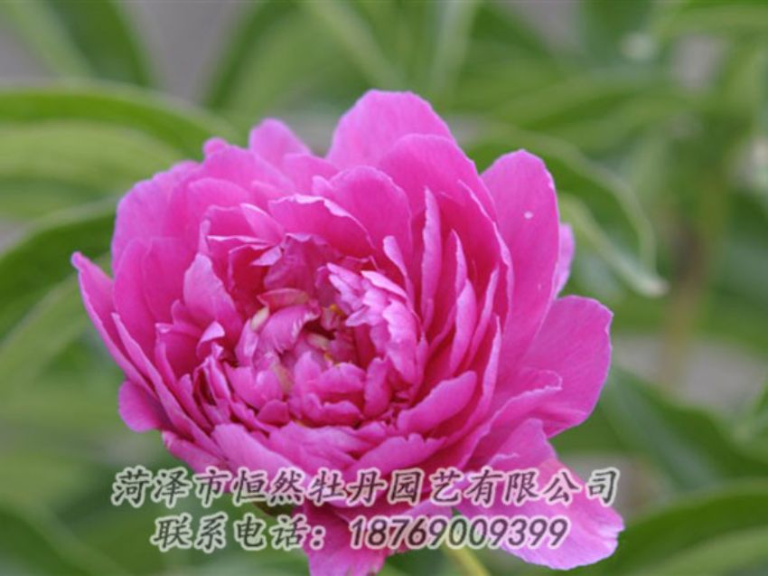 點(diǎn)擊查看詳細(xì)信息<br>標(biāo)題：紅茶花 閱讀次數(shù)：986