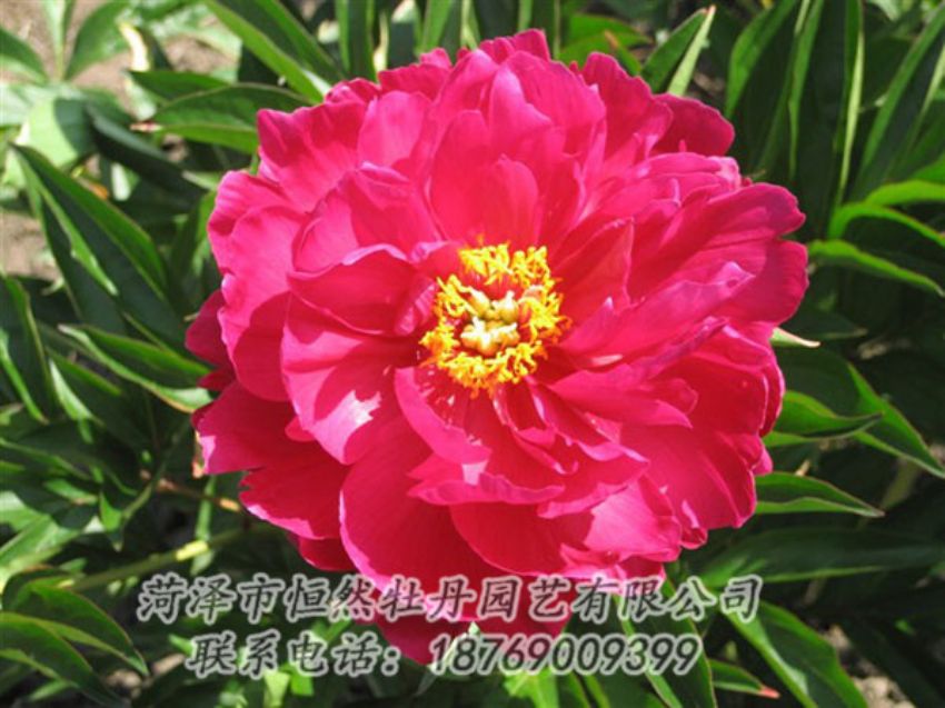 點(diǎn)擊查看詳細(xì)信息<br>標(biāo)題：大紅赤金 閱讀次數(shù)：1038