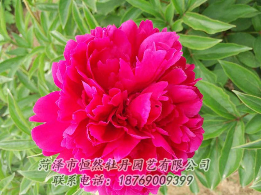 點(diǎn)擊查看詳細(xì)信息<br>標(biāo)題：紅色芍藥 閱讀次數(shù)：979