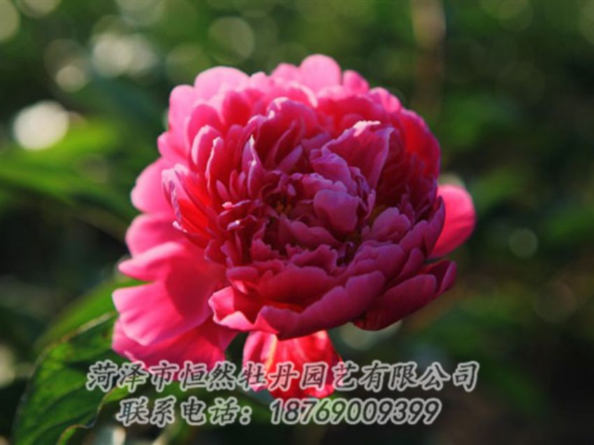 點(diǎn)擊查看詳細(xì)信息<br>標(biāo)題：大紅赤金 閱讀次數(shù)：1020