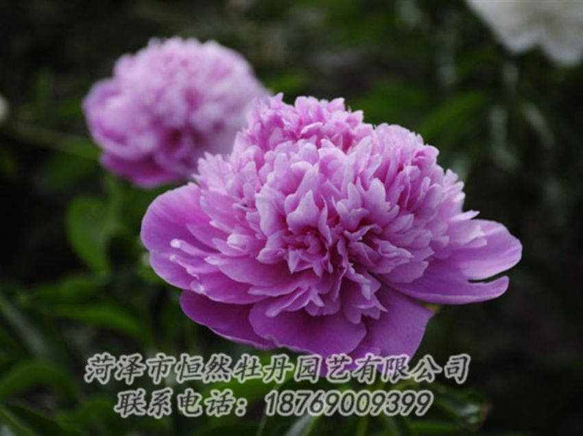 點(diǎn)擊查看詳細(xì)信息<br>標(biāo)題：紫色芍藥 閱讀次數(shù)：2027