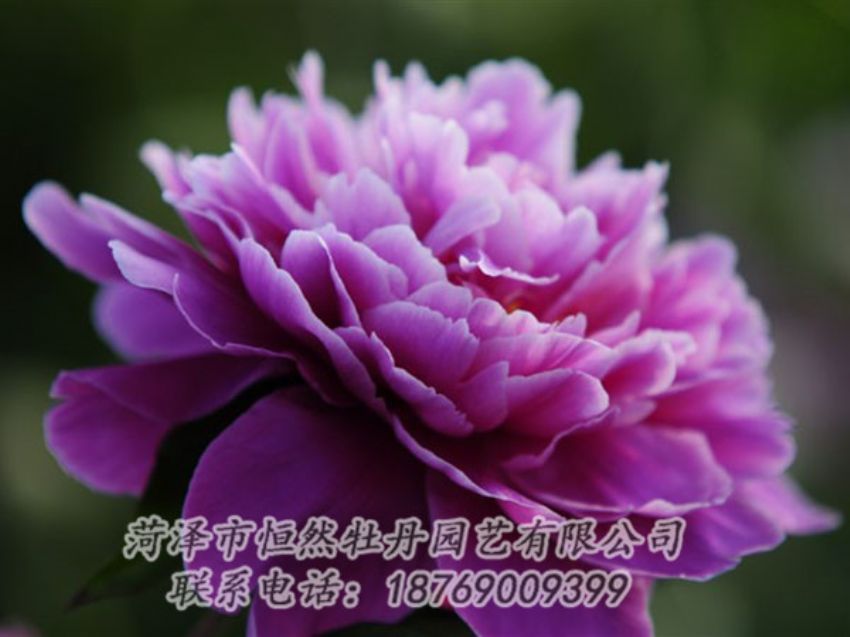 點(diǎn)擊查看詳細(xì)信息<br>標(biāo)題：紫色芍藥 閱讀次數(shù)：2045