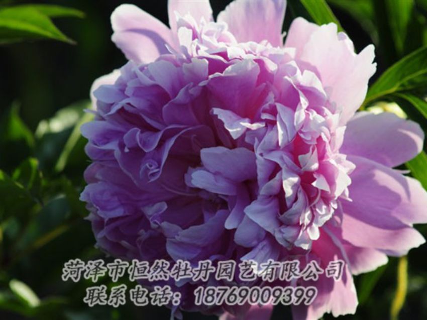 點擊查看詳細信息<br>標題：藍菊 閱讀次數(shù)：1188