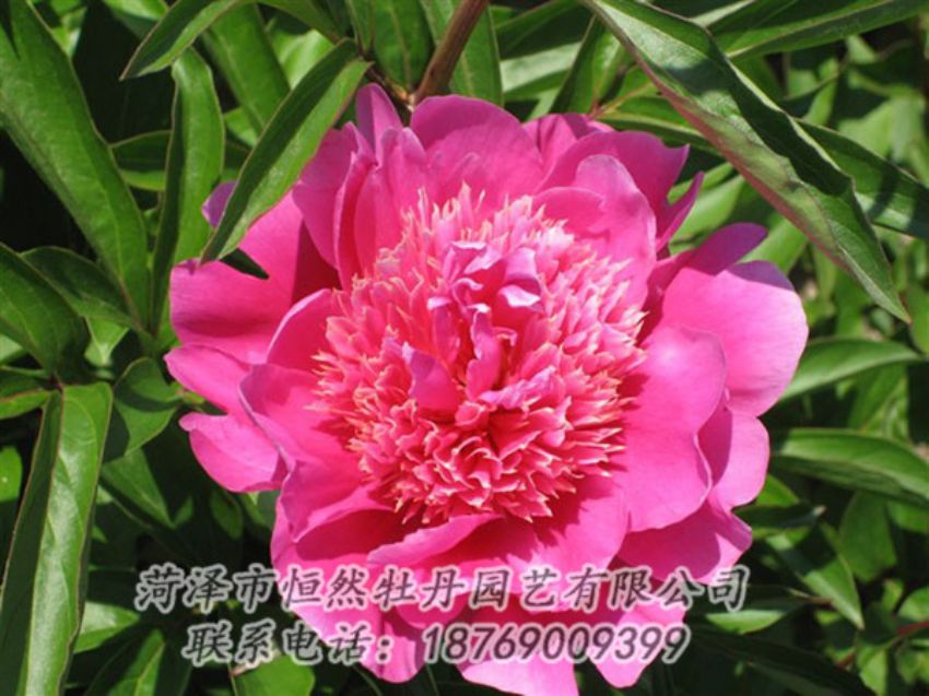 點(diǎn)擊查看詳細(xì)信息<br>標(biāo)題：紅繡球 閱讀次數(shù)：981