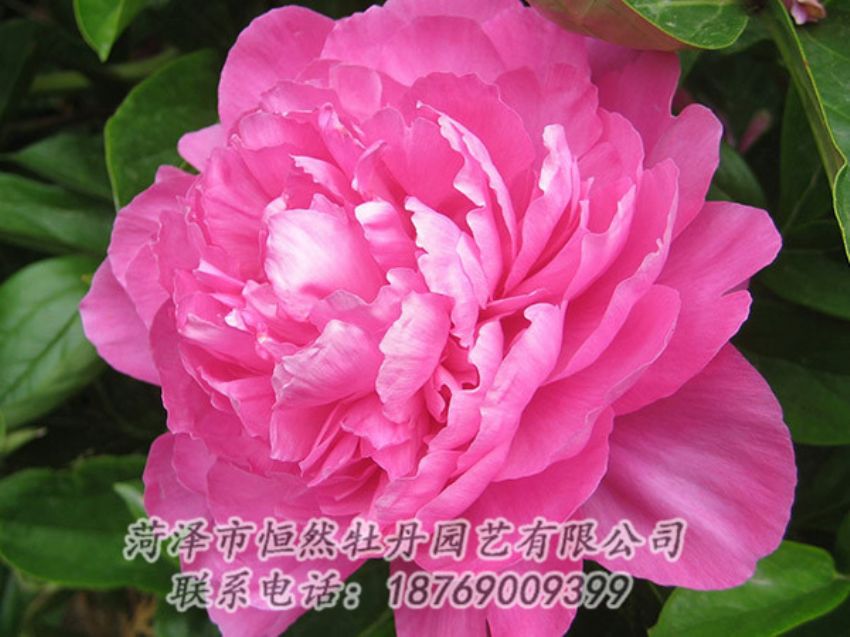 點擊查看詳細信息<br>標題：紅色芍藥 閱讀次數(shù)：1027