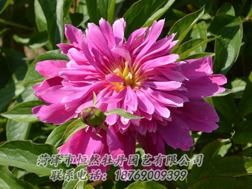 點(diǎn)擊查看詳細(xì)信息<br>標(biāo)題：紅色芍藥 閱讀次數(shù)：1102