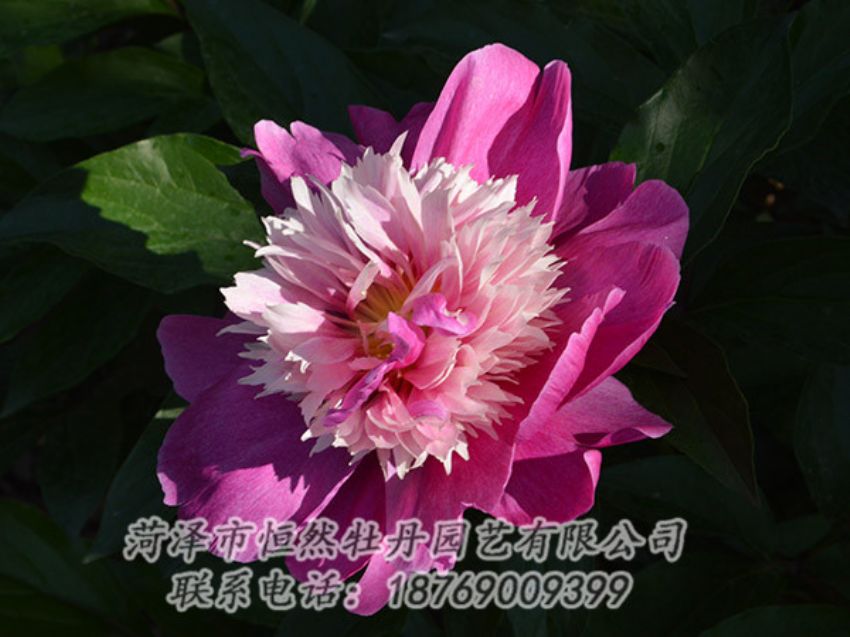 點(diǎn)擊查看詳細(xì)信息<br>標(biāo)題：紅色芍藥 閱讀次數(shù)：1183