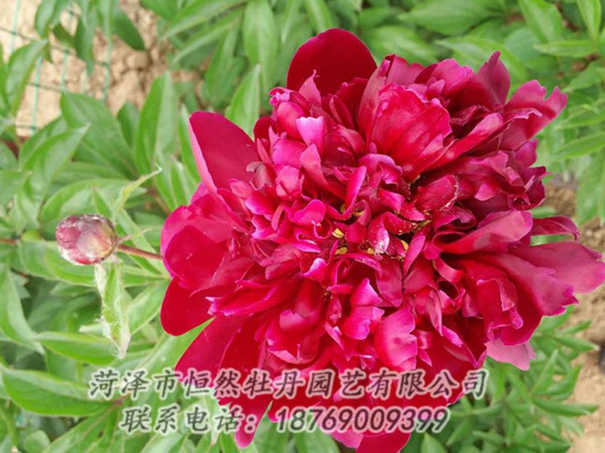 點(diǎn)擊查看詳細(xì)信息<br>標(biāo)題：紅色芍藥 閱讀次數(shù)：1130