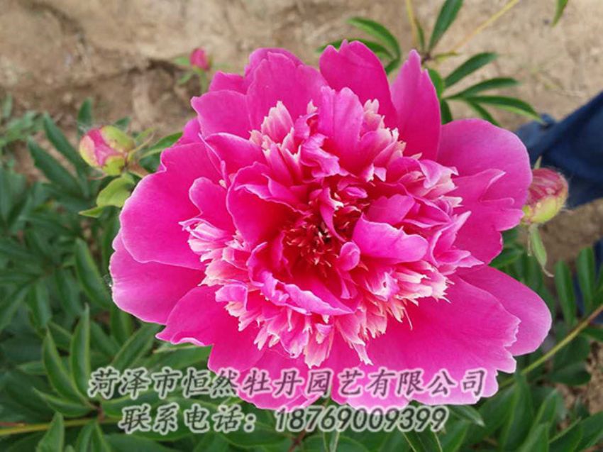 點(diǎn)擊查看詳細(xì)信息<br>標(biāo)題：紅色芍藥 閱讀次數(shù)：1160