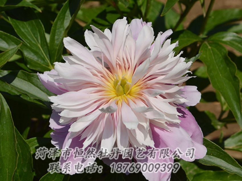 點(diǎn)擊查看詳細(xì)信息<br>標(biāo)題：粉色芍藥 閱讀次數(shù)：1246