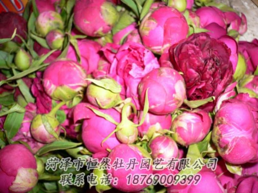 點擊查看詳細信息<br>標題：芍藥切花 閱讀次數(shù)：1954