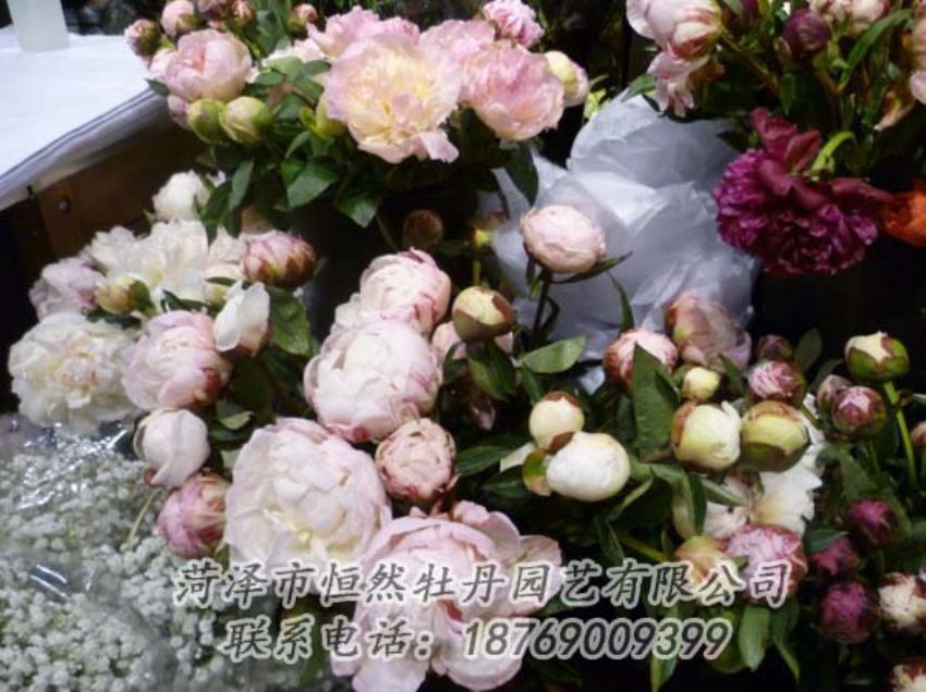 點(diǎn)擊查看詳細(xì)信息<br>標(biāo)題：芍藥切花 閱讀次數(shù)：2095