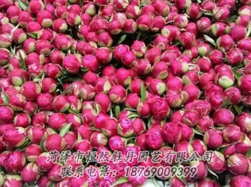 點擊查看詳細信息<br>標(biāo)題：芍藥切花 閱讀次數(shù)：2169