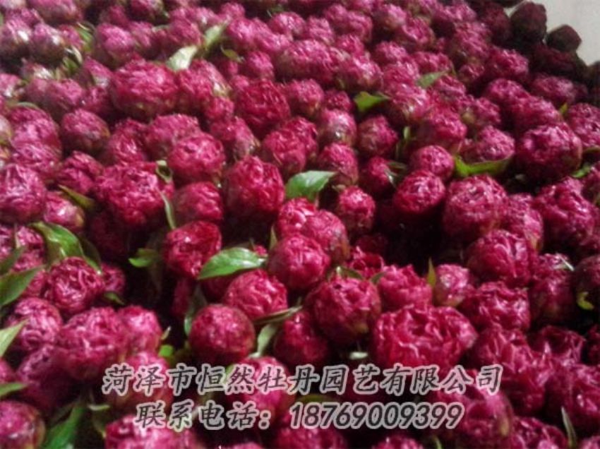 點(diǎn)擊查看詳細(xì)信息<br>標(biāo)題：芍藥切花 閱讀次數(shù)：2000