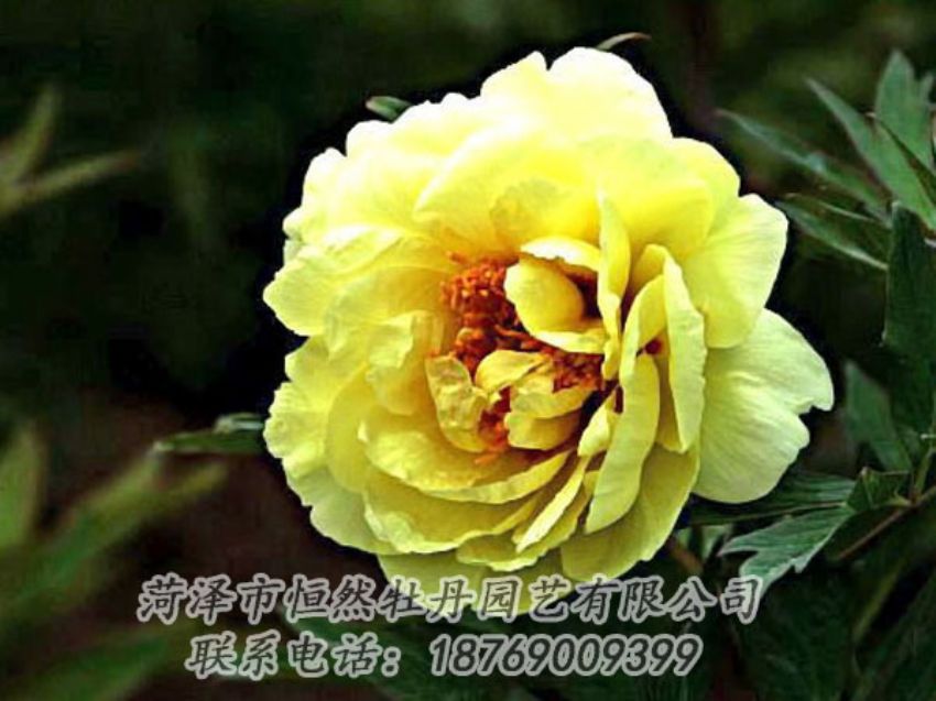 點(diǎn)擊查看詳細(xì)信息<br>標(biāo)題：黃色牡丹 閱讀次數(shù)：1849