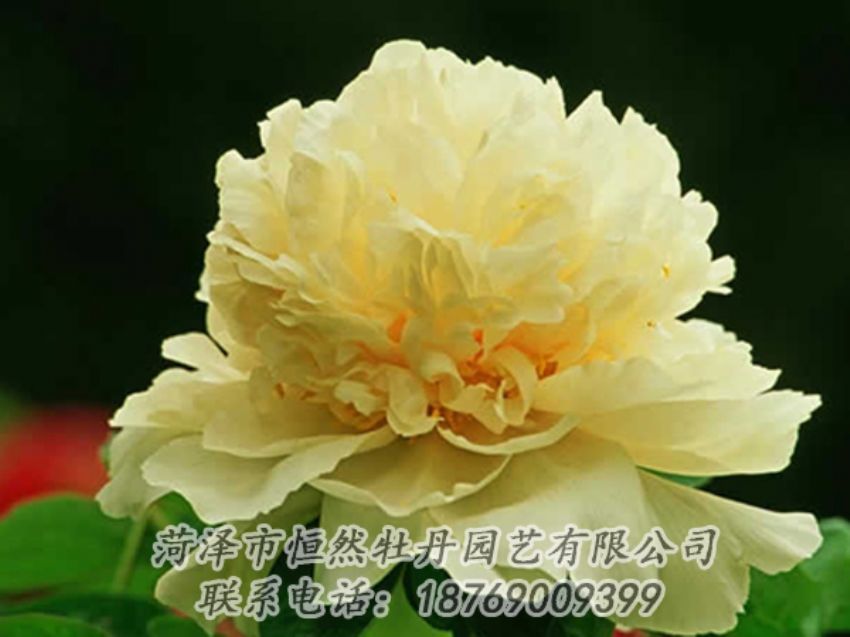 點(diǎn)擊查看詳細(xì)信息<br>標(biāo)題：黃色牡丹 閱讀次數(shù)：1926