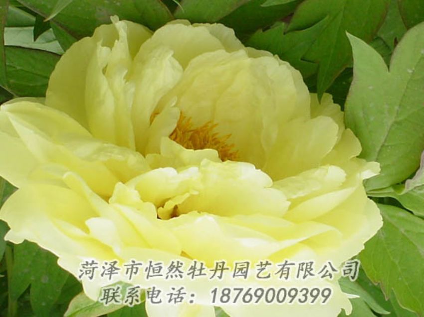 點(diǎn)擊查看詳細(xì)信息<br>標(biāo)題：黃色牡丹 閱讀次數(shù)：1934