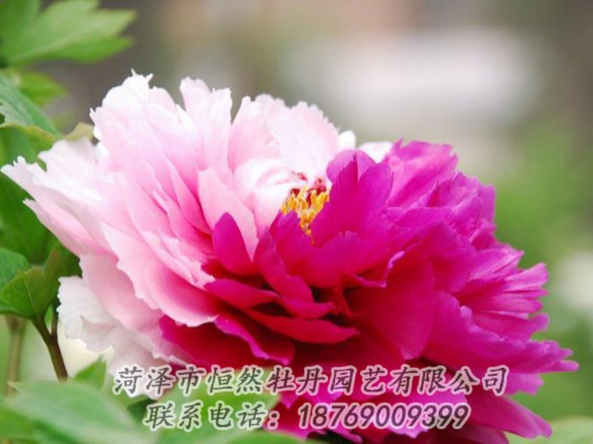 點(diǎn)擊查看詳細(xì)信息<br>標(biāo)題：花二喬 閱讀次數(shù)：1999