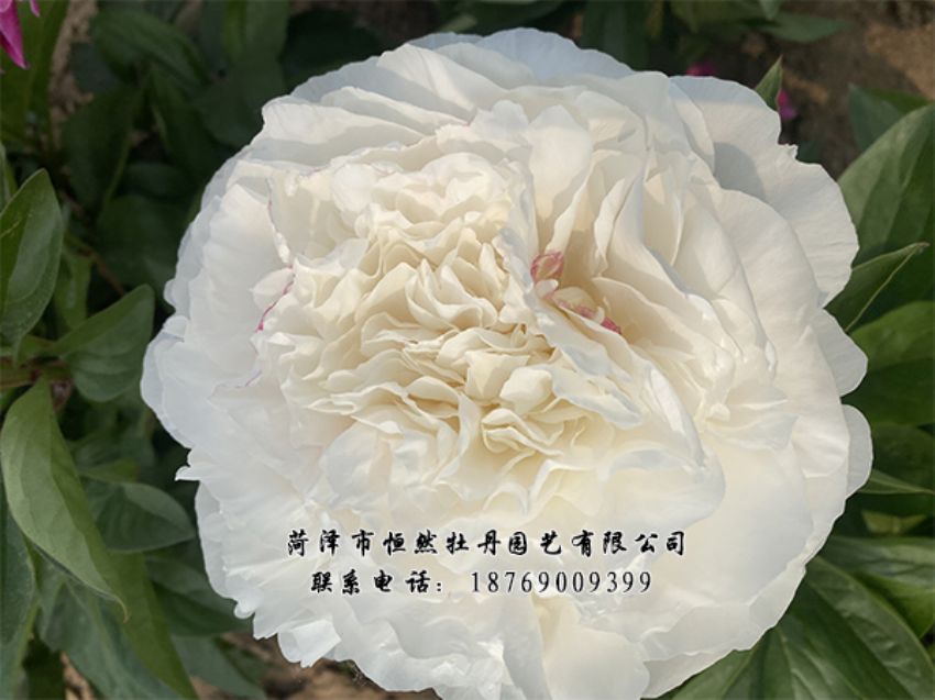 點擊查看詳細信息<br>標題：進口芍藥 閱讀次數(shù)：417