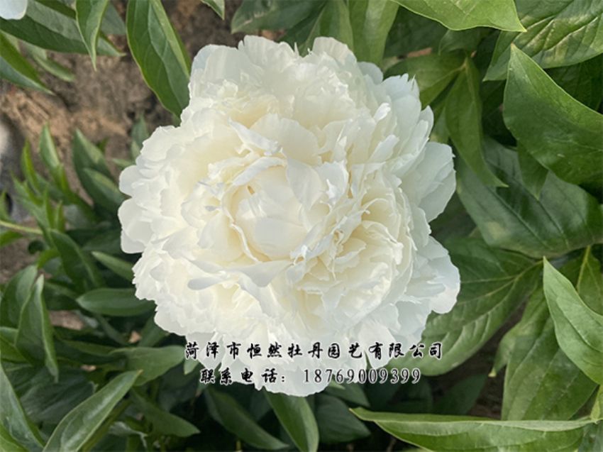 點擊查看詳細信息<br>標(biāo)題：進口芍藥 閱讀次數(shù)：398