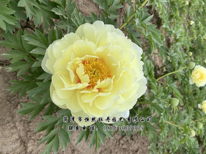 點(diǎn)擊查看詳細(xì)信息<br>標(biāo)題：進(jìn)口芍藥 閱讀次數(shù)：353