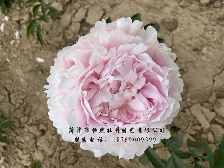 點(diǎn)擊查看詳細(xì)信息<br>標(biāo)題：進(jìn)口芍藥 閱讀次數(shù)：368