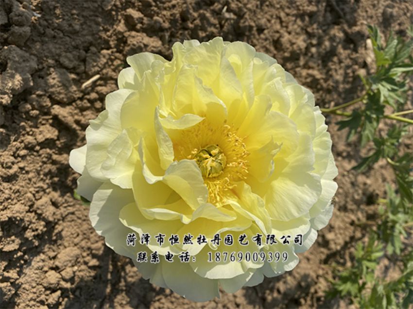 點(diǎn)擊查看詳細(xì)信息<br>標(biāo)題：進(jìn)口芍藥 閱讀次數(shù)：358